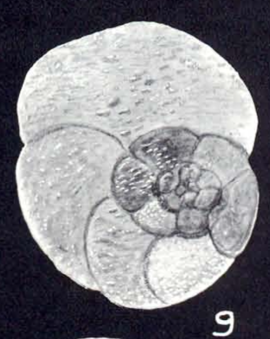 Trochammina diversa McCulloch, 1981