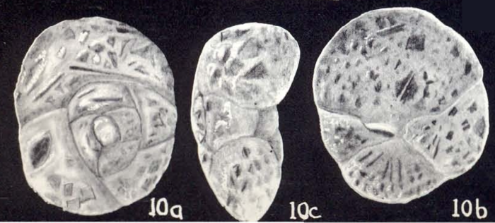 Trochammina dispar McCulloch, 1981