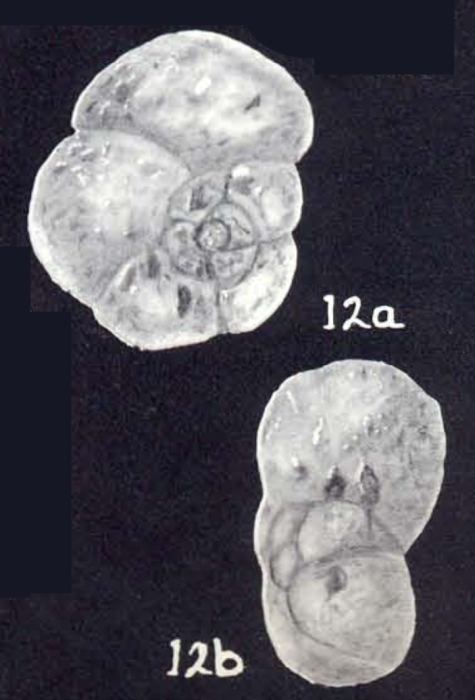 Trochammina adveniformis McCulloch, 1981