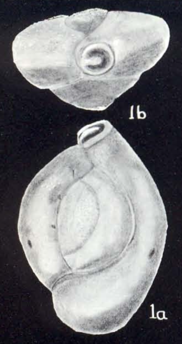 Quinqueloculina pseudovulgaris McCulloch, 1981