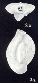 Quinqueloculina subcuneatiformis McCulloch, 1981