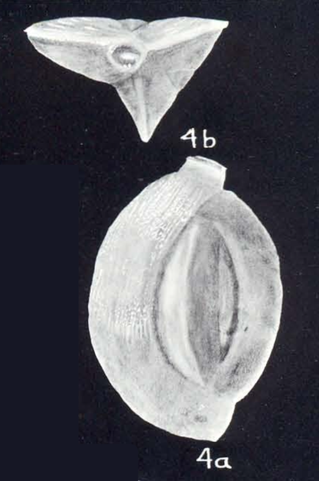 Quinqueloculina striolamarckiana McCulloch, 1981