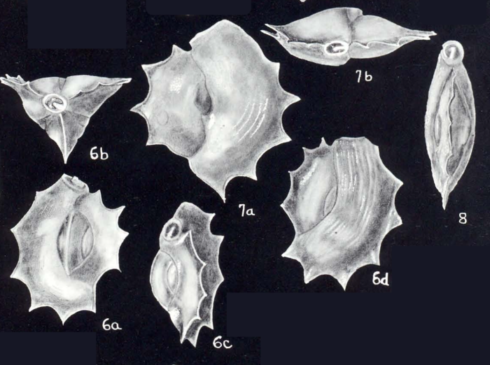 Quinqueloculina evoluta McCulloch, 1981