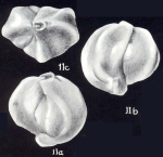 Quinqueloculina neobicostata McCulloch, 1981