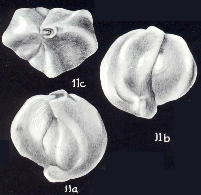 Quinqueloculina neobicostata McCulloch, 1981