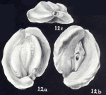 Quinqueloculina eboriformis McCulloch, 1981