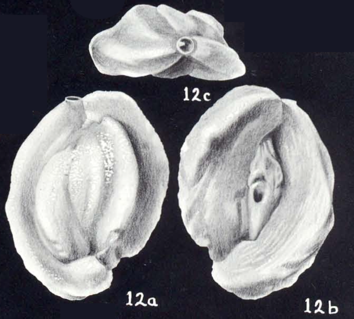 Quinqueloculina eboriformis McCulloch, 1981