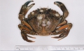 Crustacea (crustaceans)