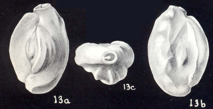 Quinqueloculina distinctiformis McCulloch, 1981