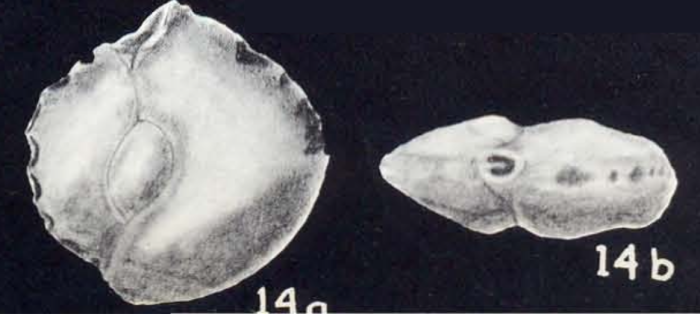Quinqueloculina neomeridionalis McCulloch, 1981