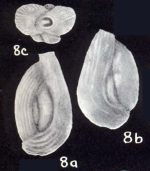 Quinqueloculina tortugiana McCulloch, 1981