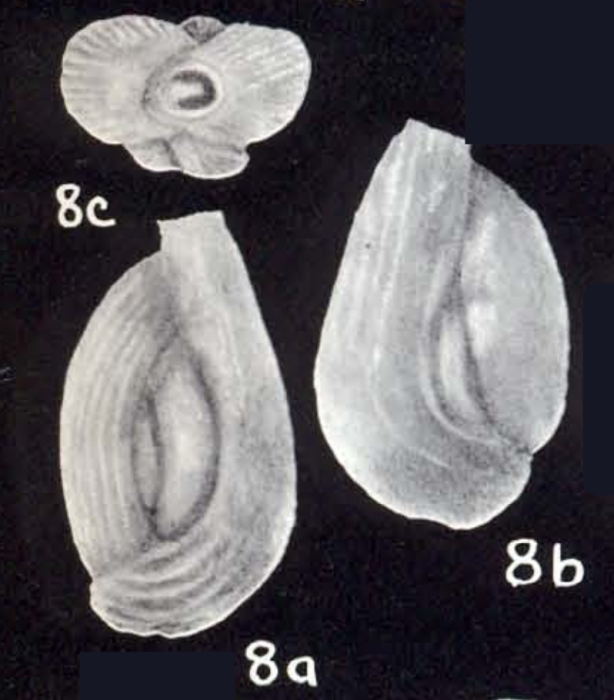 Quinqueloculina tortugiana McCulloch, 1981
