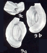 Quinqueloculina neotenogos McCulloch, 1981
