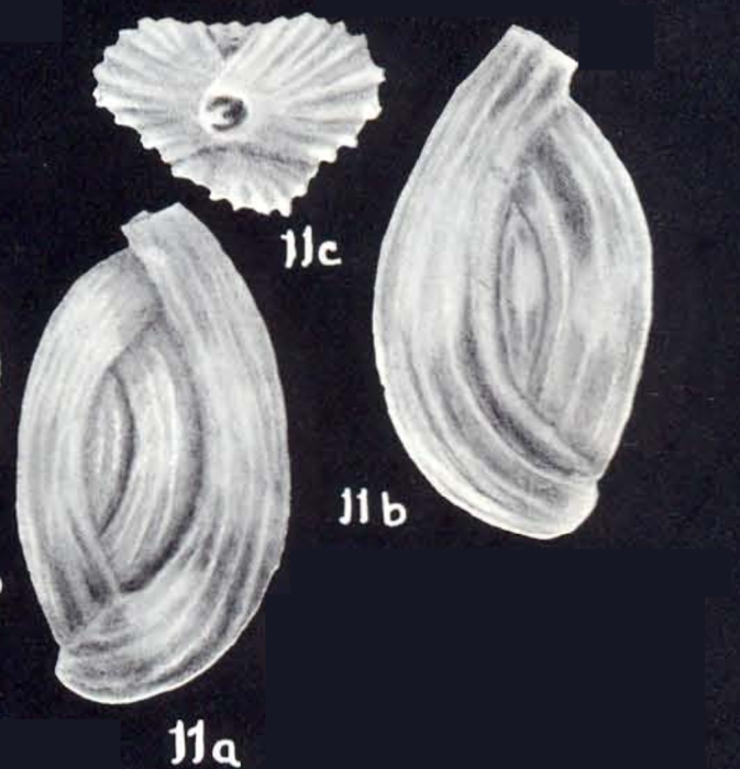 Quinqueloculina diffusicostata McCulloch, 1981