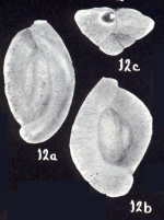 Quinqueloculina subsabulosa McCulloch, 1981