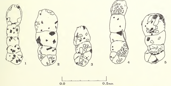 Ammobaculites balkwilli Haynes, 1973