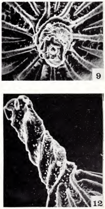 Lagena sulcata var. torquiformis Haynes, 1973