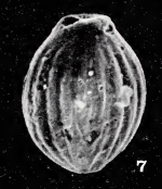 Oolina heronalleni Haynes, 1973