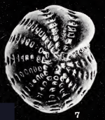 Elphidium williamsoni Haynes, 1973