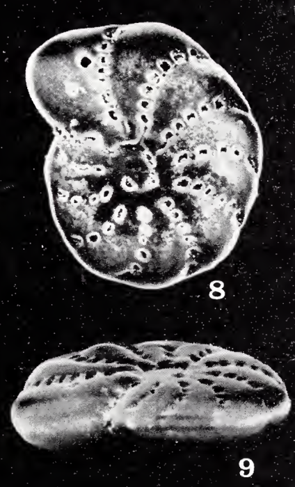 Elphidium exoticum Haynes, 1973
