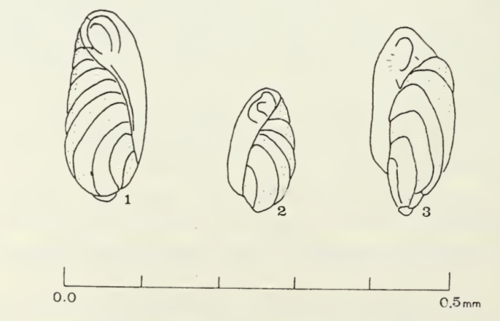 Buliminella borealis Haynes, 1973