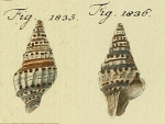 Chemnitz's (1895) original figure pl. 190 fig. 1835-1836, on which Murex virgineus Dillwyn, 1817 is based