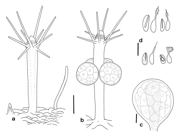 Hydractinia otagoensis