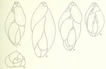 Guttulina harrisi Haynes, 1973