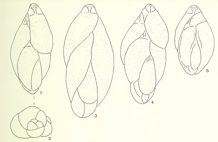 Guttulina harrisi Haynes, 1973