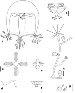 Bougainvillia dimorpha, medusa and polyp stage