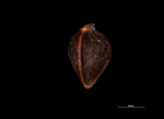 Nutlet of Carex moupinensis K002940021 China 01