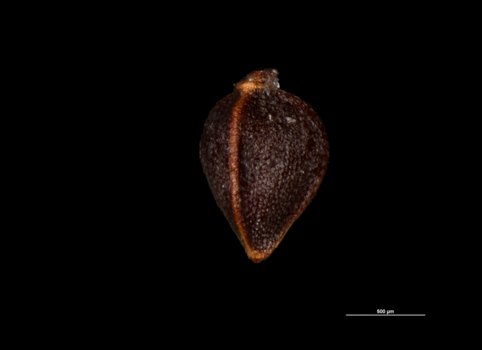Nutlet of Carex moupinensis K002940021 China 01