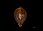 Nutlet of Carex hypolytroides K002806160 Indonesia 01