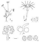 Eudendrium maorianus, after living material from New Zealand