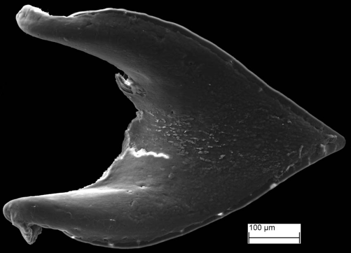 Proboscis armature (Kajihara's stylet) Proboscis armature (Kajihara's stylet)