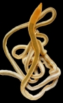 Specimen from Aniva Bay (Sakhalin)