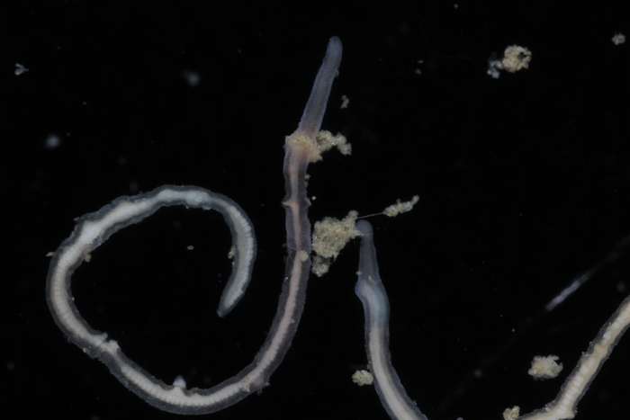 Live specimens from the Sea of Japan