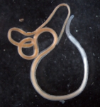 Specimen from Peter the Great Bay