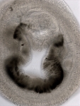 Unstained section of the gut with black pigment