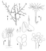 Eudendrium novaezelandiae
