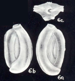 Quinqueloculina costitruncata McCulloch, 1981