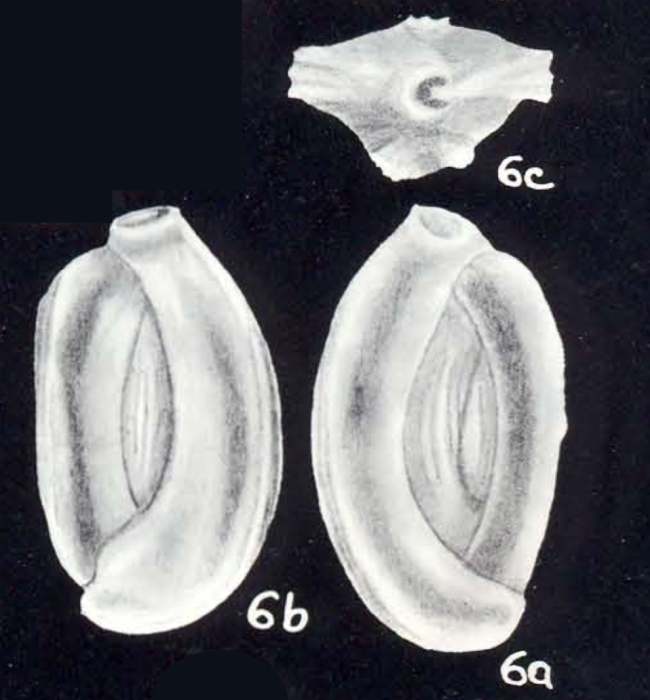 Quinqueloculina costitruncata McCulloch, 1981