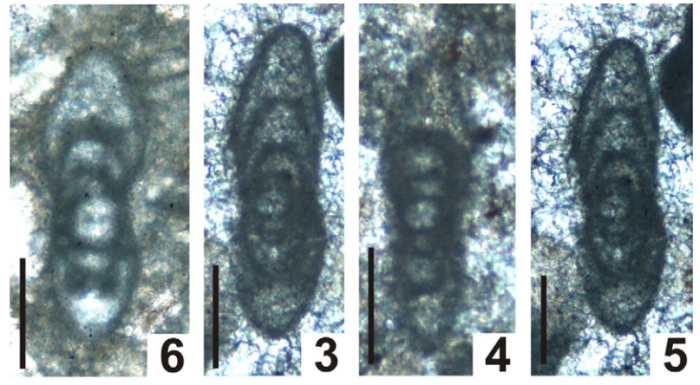 Pseudonovella marshalli Vachard, Krainer & Lucas, 2013