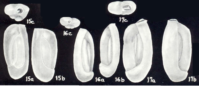 Quinqueloculina mixta McCulloch, 1981