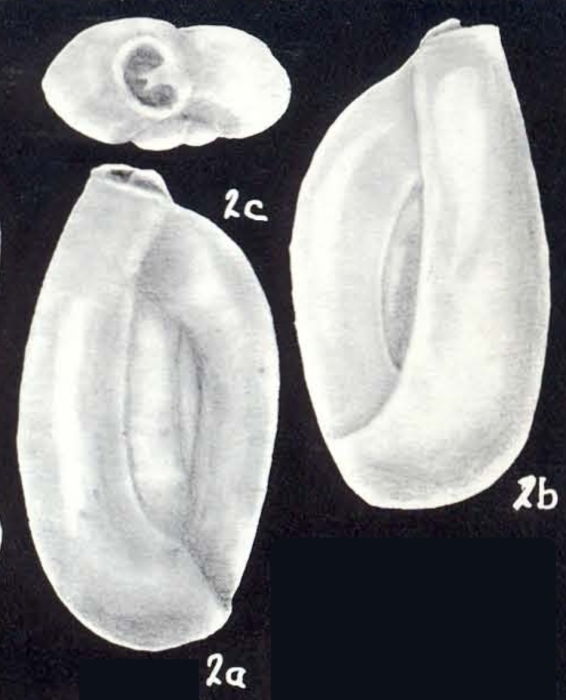 Quinqueloculina eulaevigata McCulloch, 1981