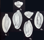 Quinqueloculina tobagoiana McCulloch, 1981