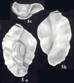 Quinqueloculina neobradyana McCulloch, 1981