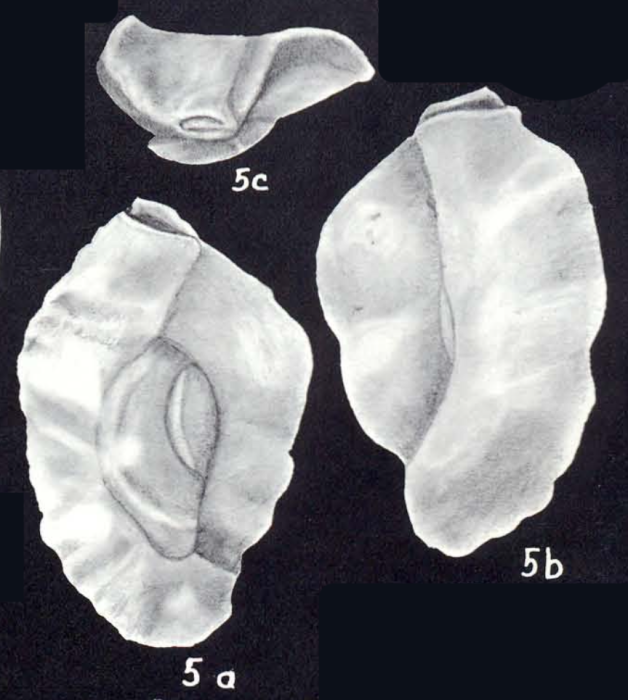 Quinqueloculina neobradyana McCulloch, 1981