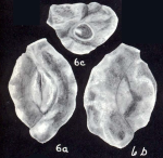 Quinqueloculina bitexturalis McCulloch, 1981