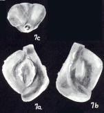 Quinqueloculina diversa McCulloch, 1981